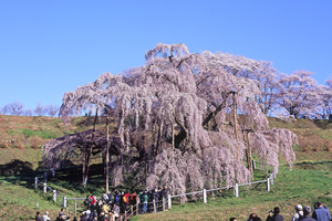 福島県-滝桜